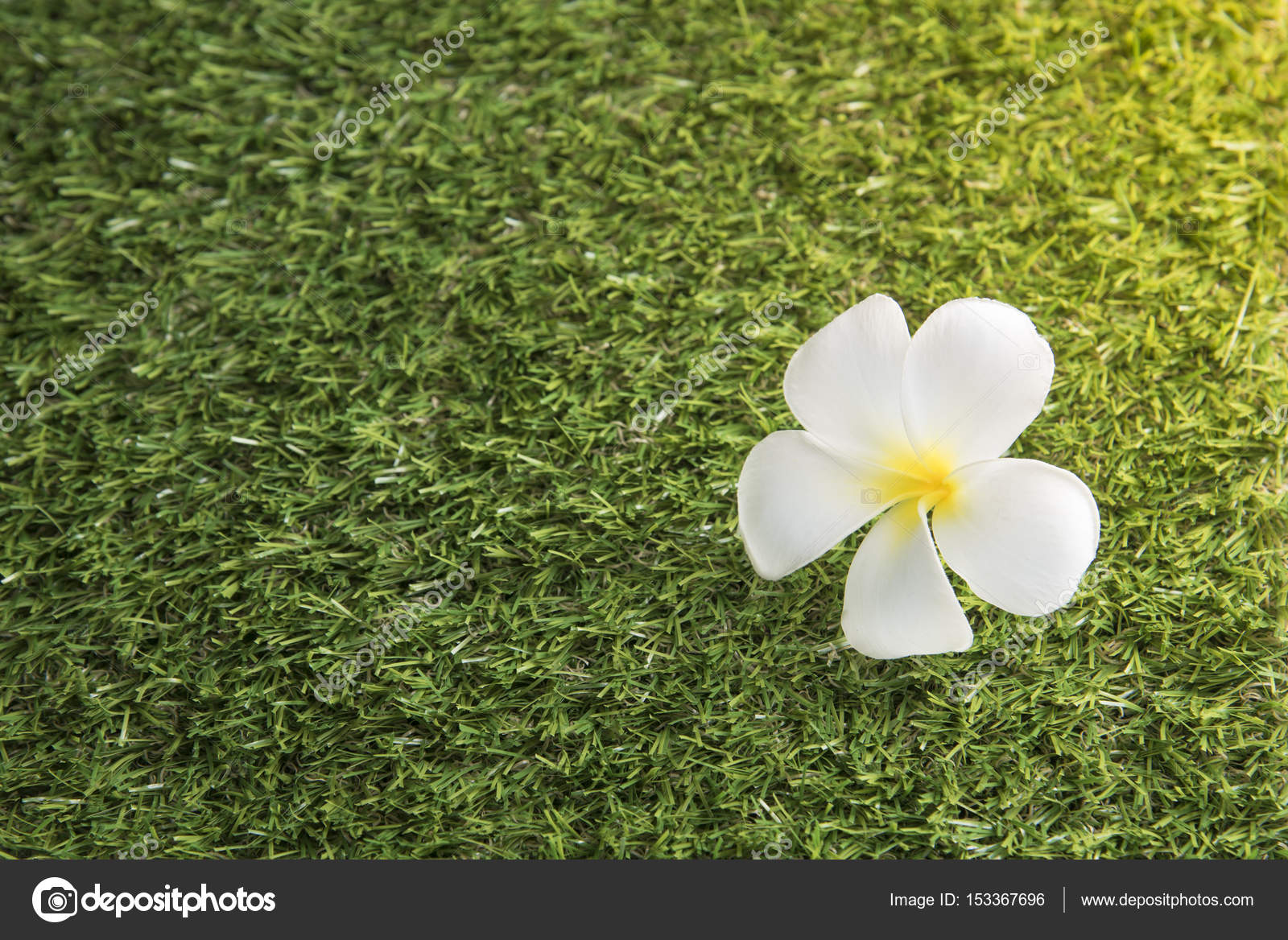 Fleur Blanche Leelawadee Sur Le Terrain Avec Gazon