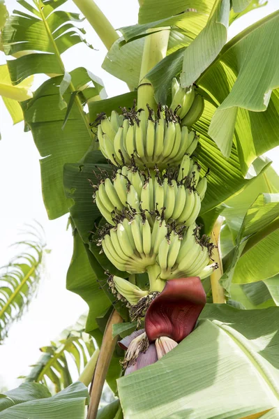 Raw Banana fruit with banana leaves in nature