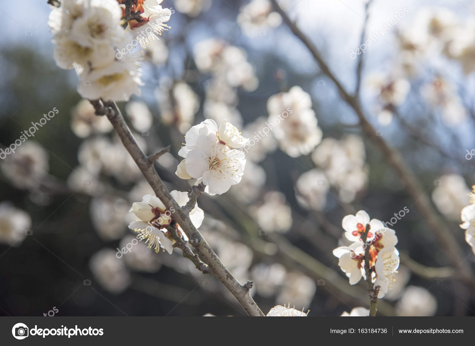 Arbre De Fleurs Blanches De La Mirabelle Mise Au Point