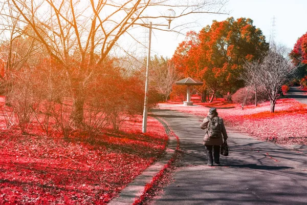 Kadın kırmızı sonbahar akçaağaç doğa güneş ışığı ile de yol, — Stok fotoğraf