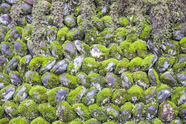 石头墙，自然观上的绿色青苔盖 — 图库照片