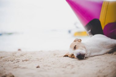Köpek muz gemisi yakınındaki kumsalda uyuyor. Hayvan ve ve tatil tatil kavramı.