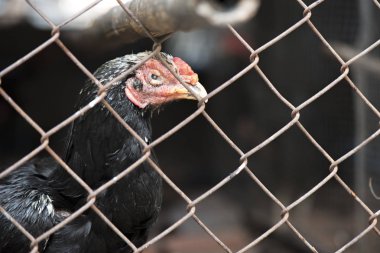 Çelik kafes henhouse, hayvan kavramı dövüş horozu tavuk