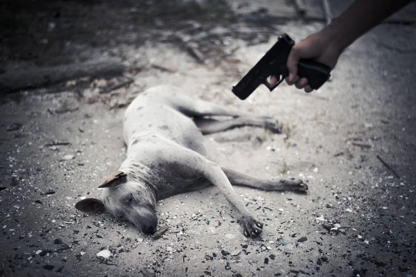 Κακή ανθρώπινη στόχος στο σκυλί και να σκοτώσει με πυροβόλο όπλο χεριών. Θανάτωση των ζώων και δολοφονία έννοια, εγκληματική nad outlaw έννοια, σκοτεινό τόνο και βινιέτα — Φωτογραφία Αρχείου