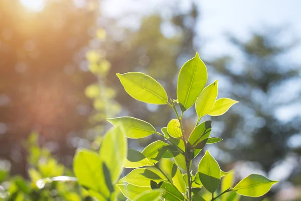Groene bladeren in de natuur. Gelukkig leven in de ochtend en milieu concept. Bos en Sky thema. Plant en boom thema. — Stockfoto