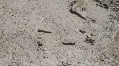 Mangrove ormanında Mudskipper grubu. Hayvan ve balık hayatı kavramı. Ekoloji ortamı. Çok doğal.