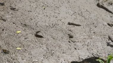 Mangrove ormanında Mudskipper grubu. Hayvan ve balık hayatı kavramı. Ekoloji ortamı. Çok doğal.