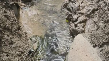 Çamur ve kil yerken mangrov ormanında Fiddler yengeci ya da Hayalet yengeci olan dereler. Hayvan yaşamı ve ekoloji çevre kavramı. Çok doğal.