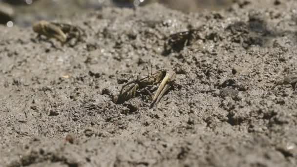 Groupe Crabes Violoneux Crabes Fantômes Mangeant Boue Argile Dans Les — Video