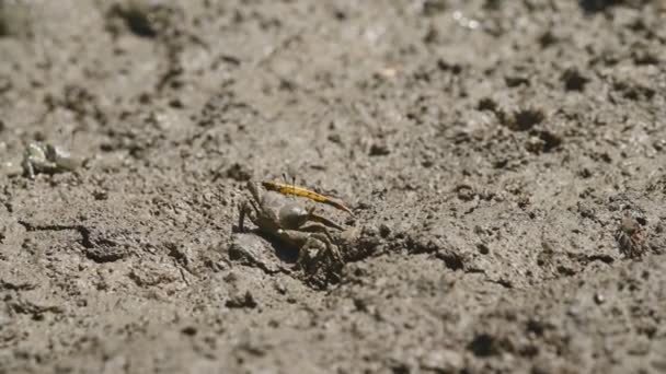 Groupe de crabes violoneux ou de crabes fantômes mangeant de la boue et de l'argile dans les mangroves. Vie animale et écologie concept d'environnement .