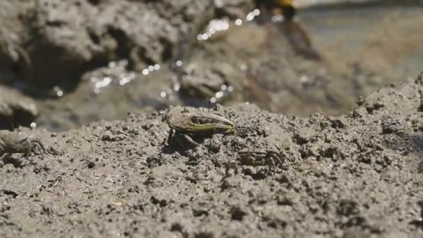 フィドラーカニやゴーストカニのグループは マングローブ林で泥や粘土を食べる 動物の生活と生態環境の概念 — ストック動画