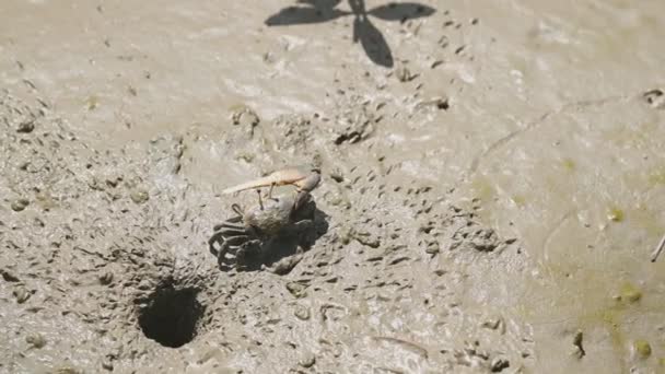 Groupe de crabes violoneux ou de crabes fantômes mangeant de la boue et de l'argile dans les mangroves. Vie animale et écologie concept d'environnement .