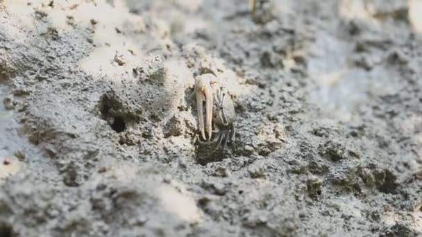 フィドラーカニやゴーストカニのグループは マングローブ林で泥や粘土を食べる 動物の生活と生態環境の概念 — ストック動画