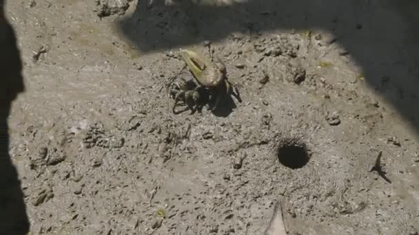 Group Fiddler Crab Ghost Crab Eating Mud Clay Mangrove Forest — Stock Video