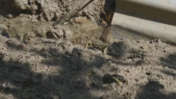 フィドラーカニやゴーストカニのグループは マングローブ林で泥や粘土を食べる 動物の生活と生態環境の概念 — ストック動画