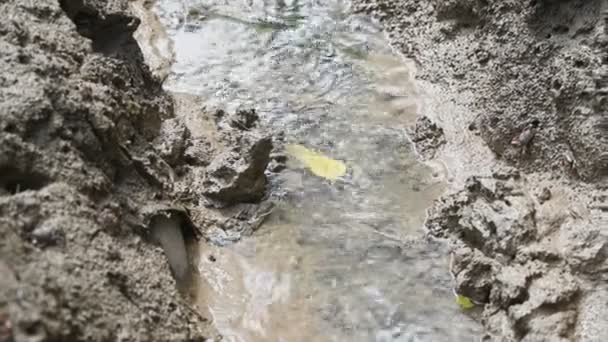 泥や粘土を食べるときに近くにフィドラーカニやゴーストカニとマングローブ林のストリーム 動物の生命と生態環境の概念 自然の豊かさ — ストック動画