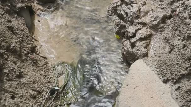 Potoky Mangrovovém Lese Šumař Krab Nebo Duch Krab Blízkosti Při — Stock video