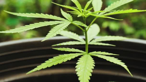 Cannabis Maconha Planta Cannabis Pote Preto Fundo Ambiente Natural Verde — Vídeo de Stock