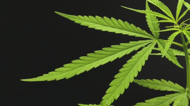 Cannabis Marijuana Plante Cannabis Sur Fond Noir Foncé Concept Médical — Video
