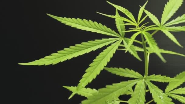 Konopná Marihuana Nebo Konopí Rostlina Černém Tmavém Pozadí Zdravotnický Bylinný — Stock video