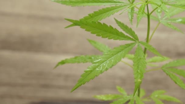 Konopná Marihuana Nebo Konopí Rostlina Dřevěném Pozadí Zdravotnický Bylinný Drogový — Stock video