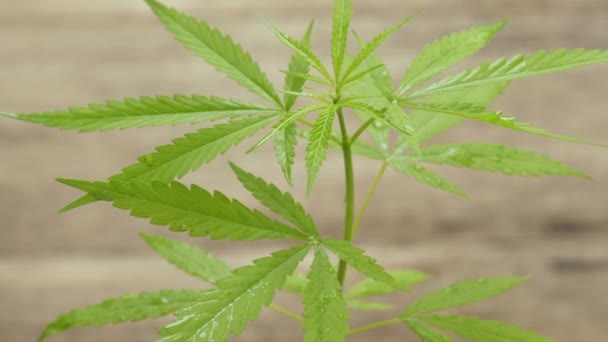 Konopná Marihuana Nebo Konopí Rostlina Dřevěném Pozadí Zdravotnický Bylinný Drogový — Stock video