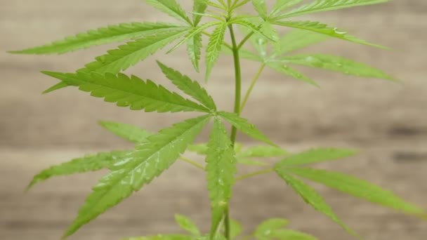 Konopná Marihuana Nebo Konopí Rostlina Dřevěném Pozadí Zdravotnický Bylinný Drogový — Stock video