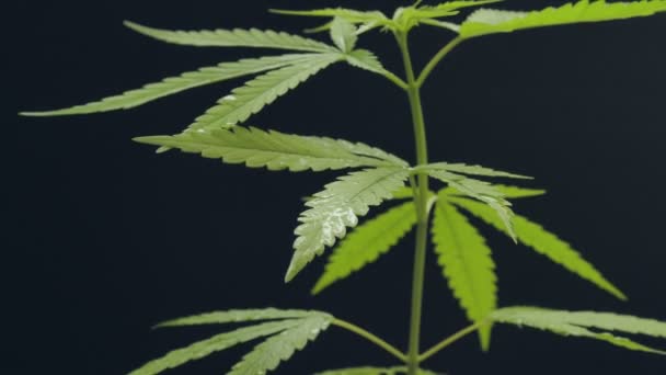 Konopná Marihuana Nebo Konopí Rostlina Černém Tmavém Pozadí Zdravotnický Bylinný — Stock video