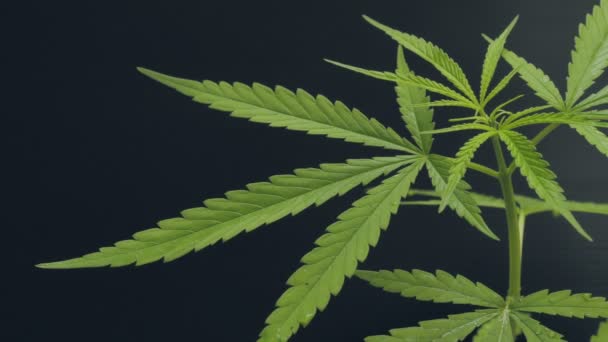 Cannabis Marijuana Pianta Cannabis Uno Sfondo Nero Scuro Concetto Medico — Video Stock