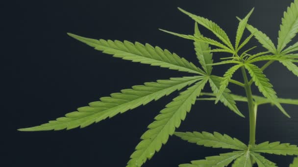 Cannabis Marijuana Plante Cannabis Sur Fond Noir Foncé Concept Médical — Video