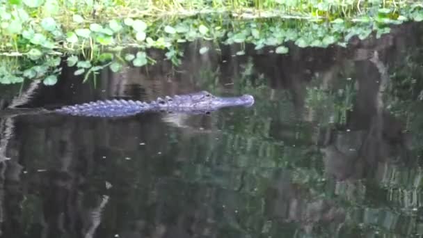 Cocodrilo en el pantano — Vídeo de stock