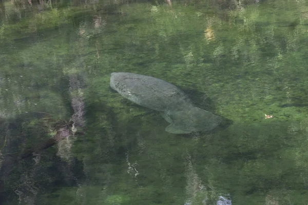 Manatee in ingresso — Foto Stock