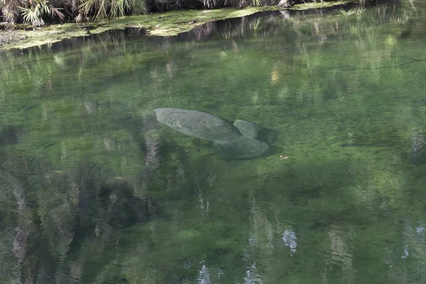 Manatee v přívodu — Stock fotografie