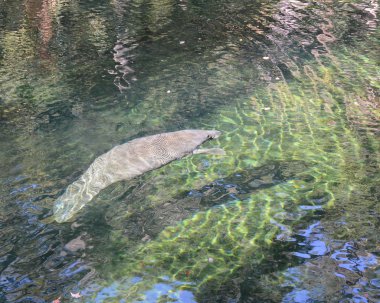 Doğal ortamda Manatee