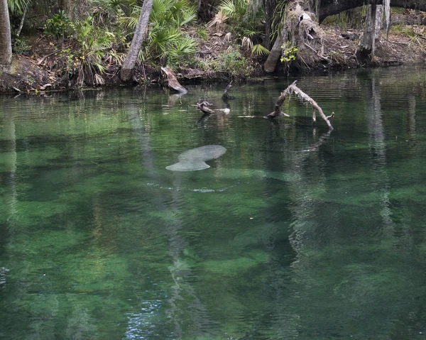 Manatee in Natural Environment — Stock Photo, Image