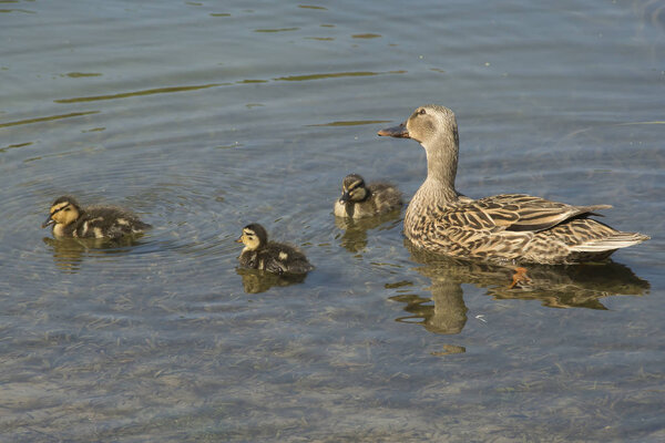 Mother and her Ducklings