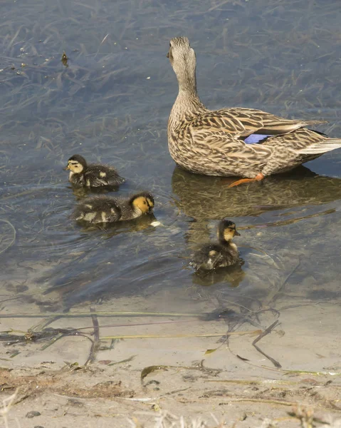 Mother and her Ducklings — Stock Photo, Image