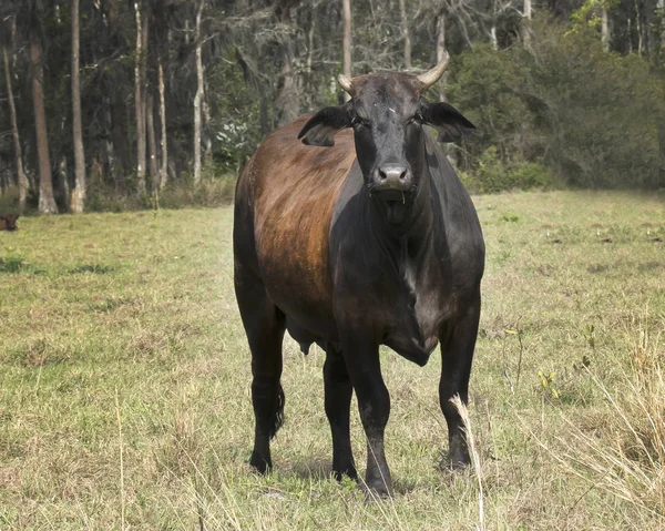 Las Vacas Están Disfrutando Pastando Campo Abierto Que Muestra Razas — Foto de Stock