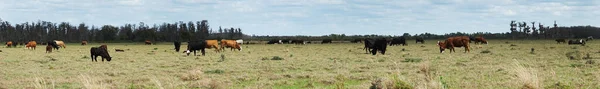 Корови Насолоджуються Пасовищами Відкритих Полях Які Показують Синергетичні Породи — стокове фото