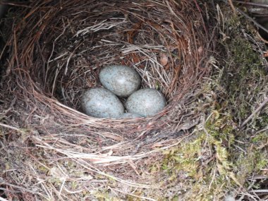 guguk kuşu, yumurta, yuva, orman, kuş