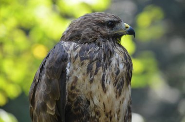 Şahin kuş doğa vahşi doğa