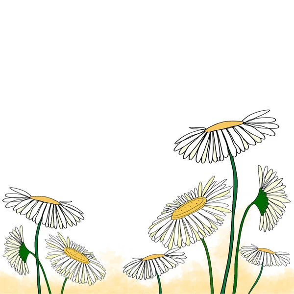 Daisy keret virág természet háttér — Stock Fotó