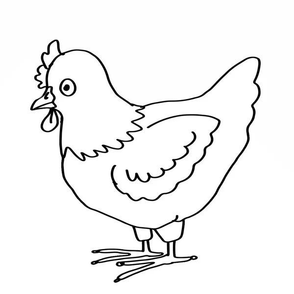 Chicken coloring animal — Stock Photo, Image