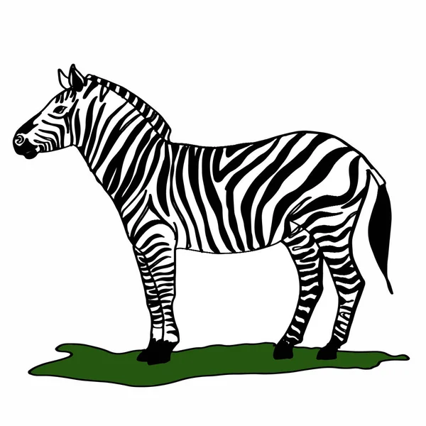 Animale icona zebra — Foto Stock