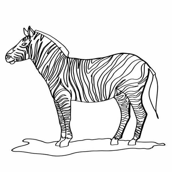 Zebra pittura animale — Foto Stock