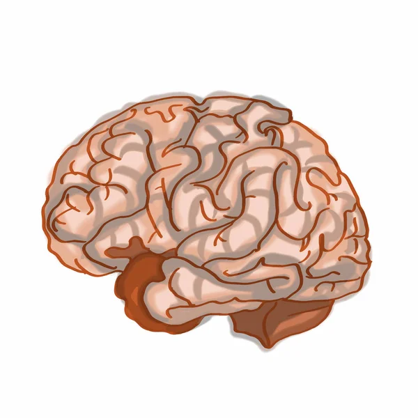 Ludzki Mózg Ręka Ilustracja Kreskówka Rysunku Białe Tło — Zdjęcie stockowe