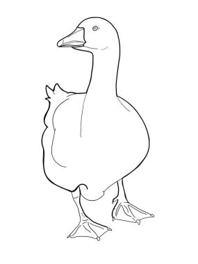  gerçekçi hayvan kaz ördek çizim çizim ve beyaz arka plan