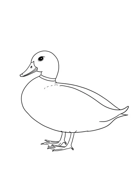 Realista Animal Ganso Pato Ilustração Desenho Fundo Branco — Fotografia de Stock