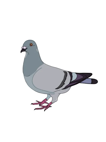 Güvercin Illüstrasyon Çizim Beyaz Arka Plan — Stok fotoğraf