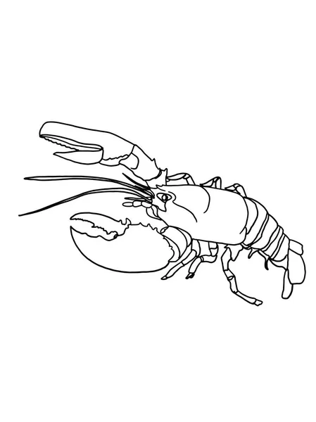 Realistic Lobster Coloring Drawing — Stock Photo, Image